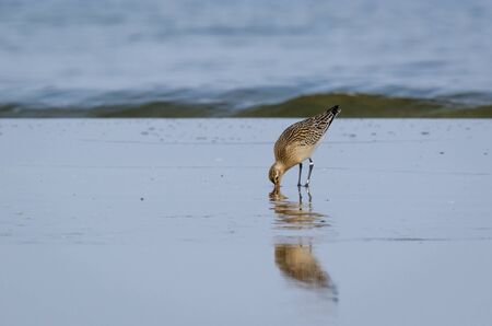 STINT - Marine birds on the seaの写真素材