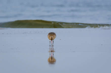 STINT - Marine birds on the sea