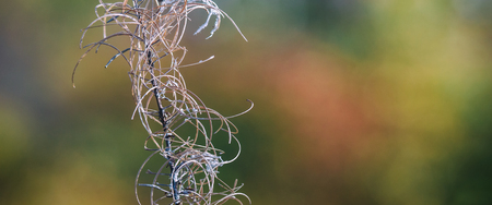 AUTUMN - Dry wild plant on the edge of a forest