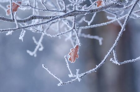 OAK LEAF - Hoarfrost on the branches of a treeの写真素材