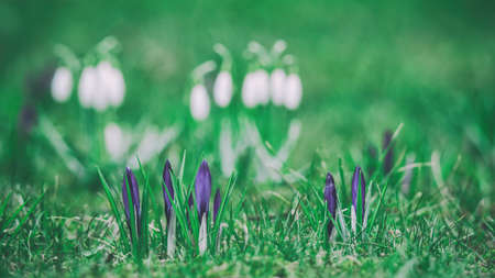 CROCUSES - Blooming flowers of early spring