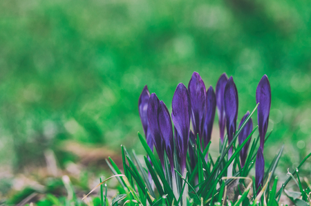 CROCUSES - Blooming flowers of early springの写真素材