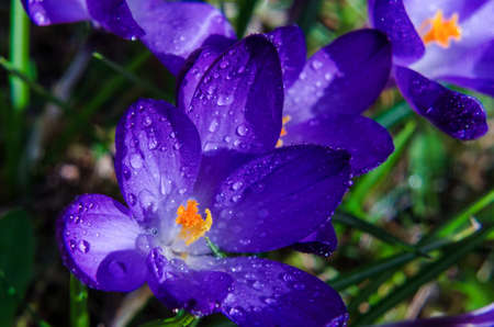 CROCUSES - Blooming flowers of early spring