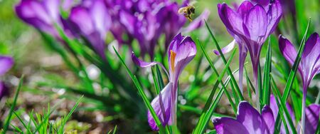 CROCUSES - Blooming flowers of early springの写真素材