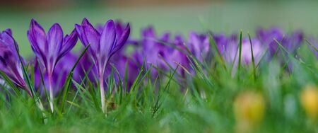CROCUSES - Blooming flowers of early spring