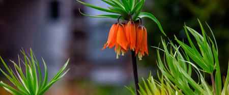 IMPERIAL CROWN - Flower on the square in the city centerの写真素材