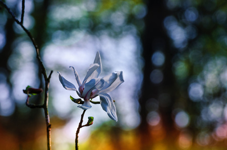 MAGNOLIA STELLATE - Spring flowers of trees and shrubsの写真素材