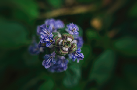 BUGLEHERB (Ajuga reptans) - A flourishing plant in the forestの写真素材