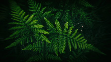 FERN - Spring green in the forest floorの写真素材