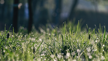 GRASS - Plants in the morning dew
