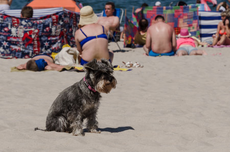 KOLOBRZEG, WEST POMERANIAN / POLAND - 2018: Dog - Animal on a holiday maritime beachのeditorial素材