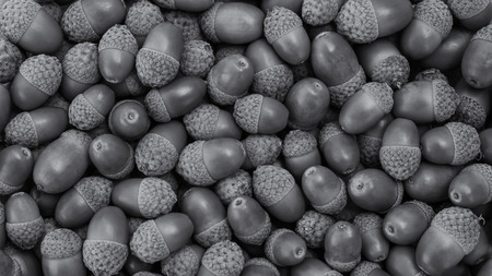 ACORNS - Oak seed carpet on the groundの写真素材