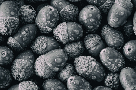 ACORNS BW DEWの写真素材
