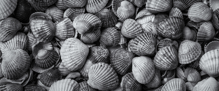 SHELLS - A collection of seashells on a sea beachの写真素材