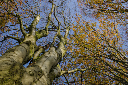 YELLOW AUTUMN - Canopy of colorful beech leaves