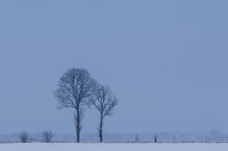 WINTER MORNING -Fields and trees covered with snowの写真素材