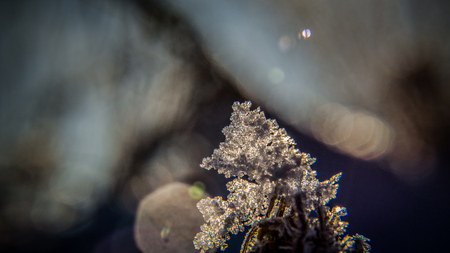 WINTER ATTACK - crystal crystals on a dry plantの写真素材