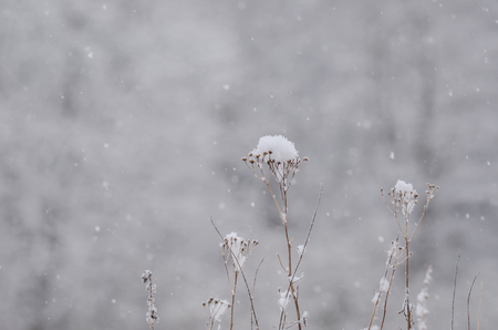 WINTER ATTACK - Fields and plants with trees covered with snowの写真素材