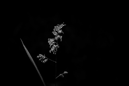 GRASS - Field plant in the sun on a dark backgroundの写真素材