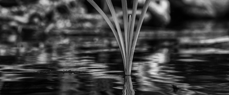 WATER PLANT - Young reed leaves in a lake in spring