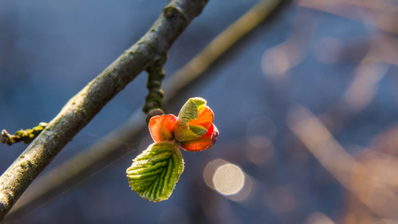 BEAUTIFUL SPRING - Colorful young leaves in the sunの写真素材