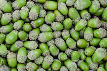 ACORNS - Oak seed carpet on the groundの写真素材