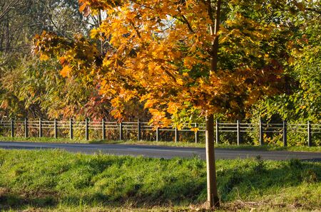 COLORFUL AUTUMN - Sunny and beautiful morning on a local asphalt road