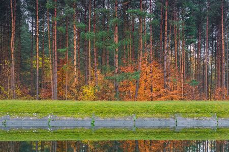 AUTUMN FOREST - Fiery beech leaves among the slender pines on the banks of the canalの写真素材