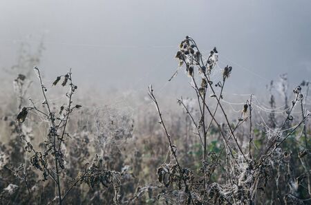SPIDER ON A PEARLY COBWEB - Foggy and wet morning in the forest clearingの写真素材