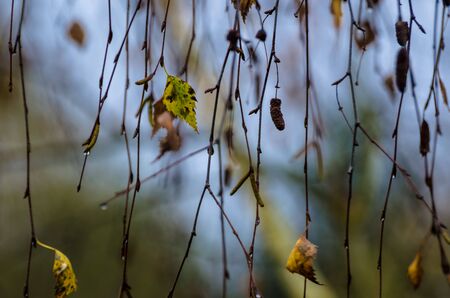 AUTUMN BIRCHES - Yellowed leaves on slenders twigsの写真素材