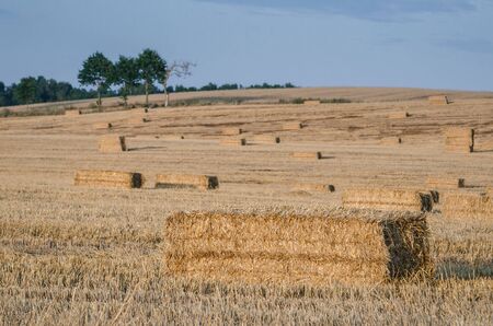 BALLOTSの写真素材