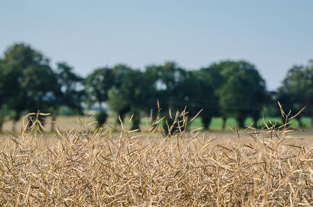 AGRICULTURE - Ripe rapeseed in the fieldの写真素材