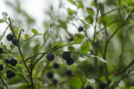 BLUEBERRIES - Forest fruits on a bush in a natural environmentの写真素材