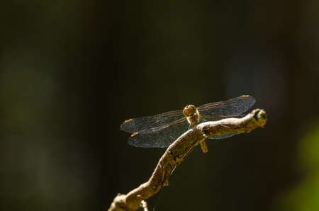 DRAGONFLY - Insect perched on on a branch in the forest