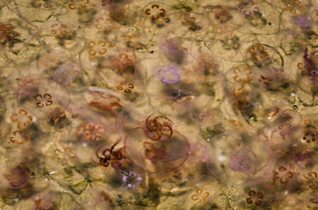 JELLYFISH - Invasion of marine creatures to the coast