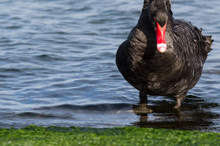 SWAN - An elegant and dignified black birdの写真素材