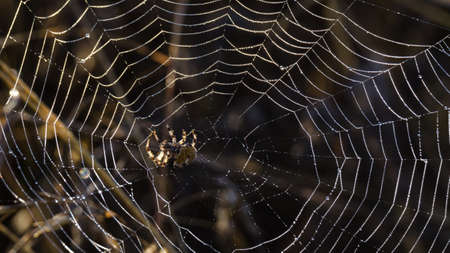 SPIDER - Little hunter on his web