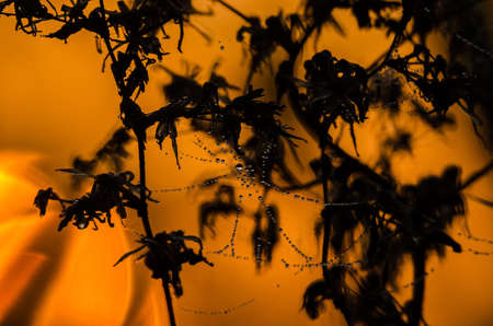 SPIDER WEB - Drops of morning dew in rays of the sun