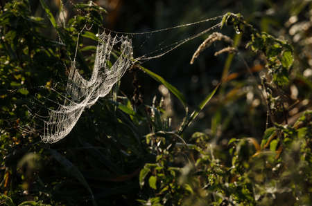 SPIDER WEB - Wildlife in the autumnal meadowsの写真素材