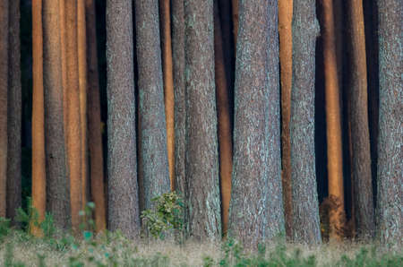 PINE FOREST - Wall of trunks of coniferous trees