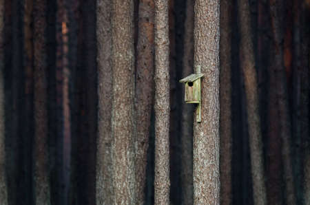 NEST BOX - A small birdhouse in the forest tree