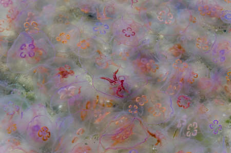 JELLYFISH - Sea creatures swim in the sea