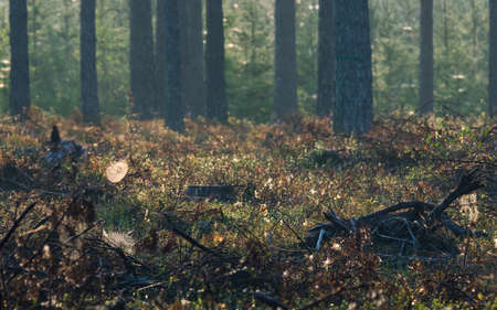FOREST - Branches and cobwebs in a clearing after loggingの写真素材