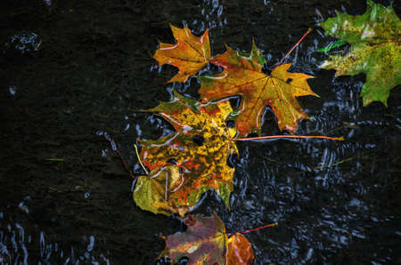 MAPLE LEAVES FLOW DOWN THE RIVER - A colorful and nostalgic autumn landscape