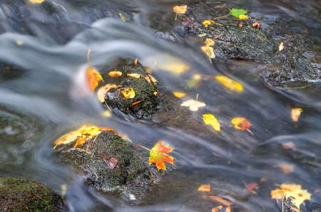 AUTUMN ON THE BROOK - Yellowed leaves and stones in a rushing river current