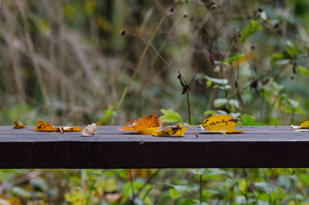 LEAVES ON THE BENCH - Autumn landscape in the park