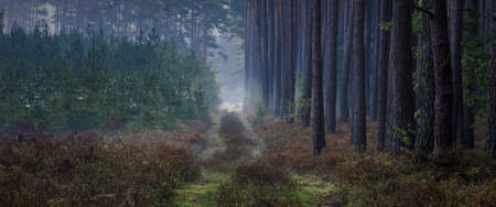 FOREST - A forest road among pine treesの写真素材