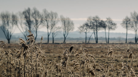 PLANET EARTH - Trees in the peat plain