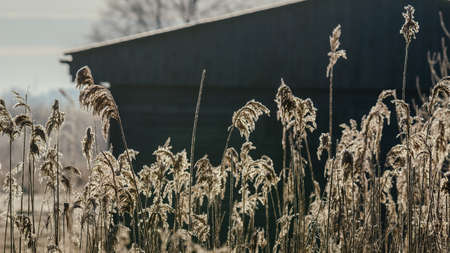 CANE - Plants in the fall rays of morning sun in wetlands