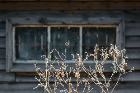 FROST ON A DRIED PLANT - Winter sunny morning in front of the old shedの写真素材